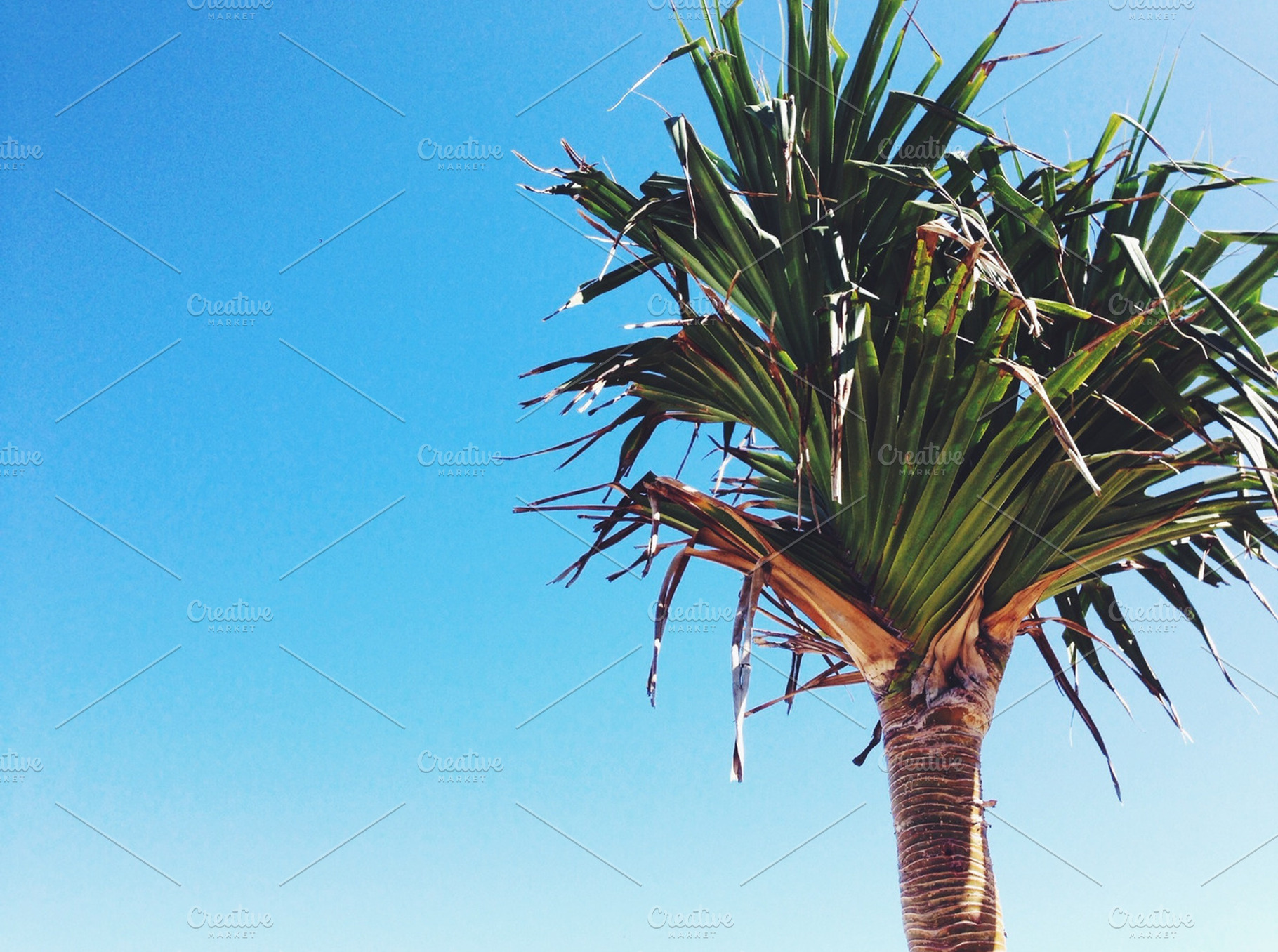 Summer Palm