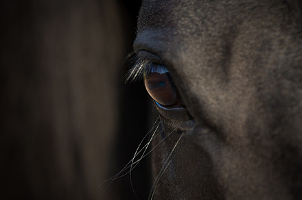 Horse eye close-up in darkness., an Animal Photo by Alexia Khruscheva