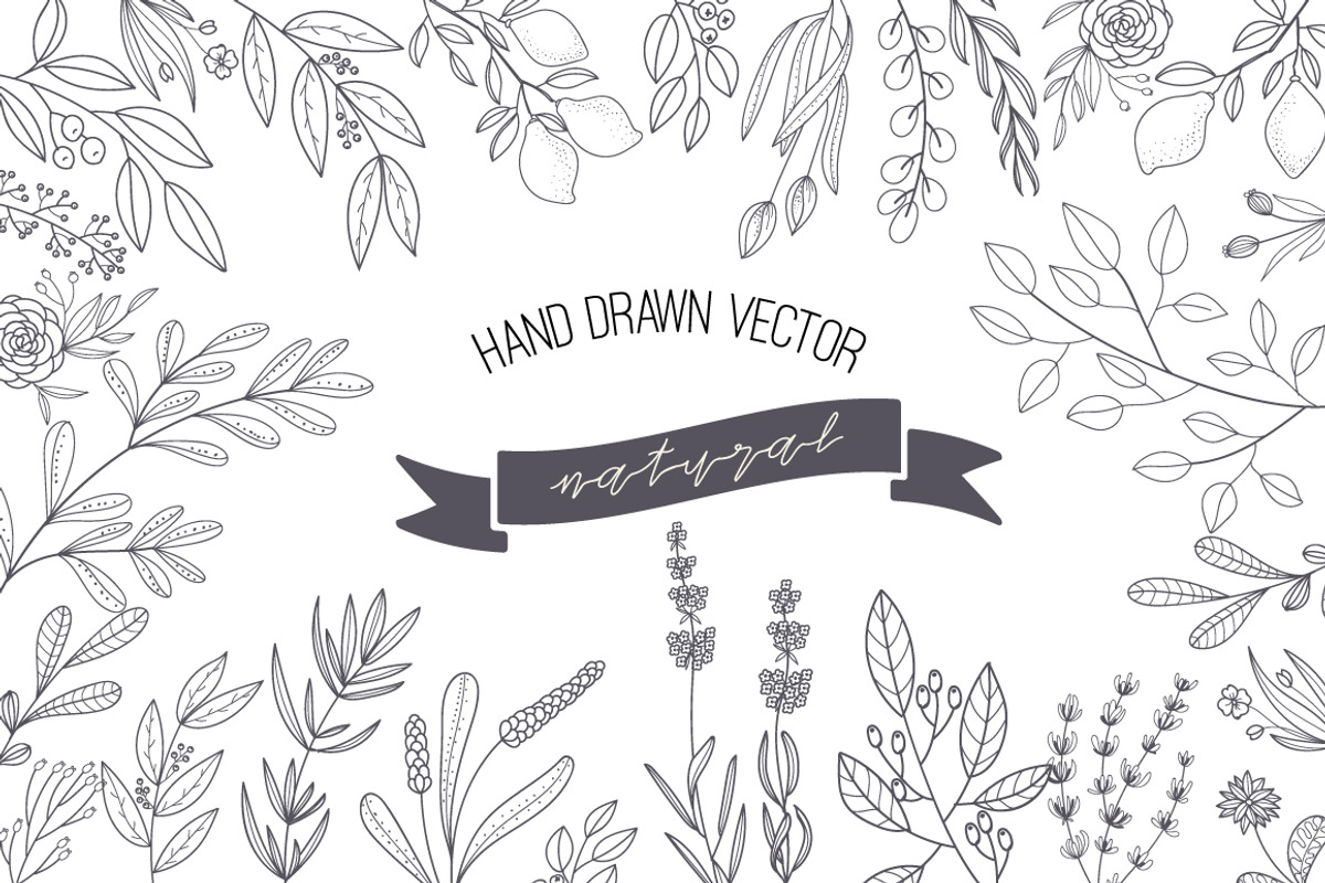 HAND DRAWN NATURAL HERB&LEAF VECTOR preview 2