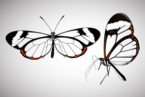 Glass Wing Butterfly Illustration