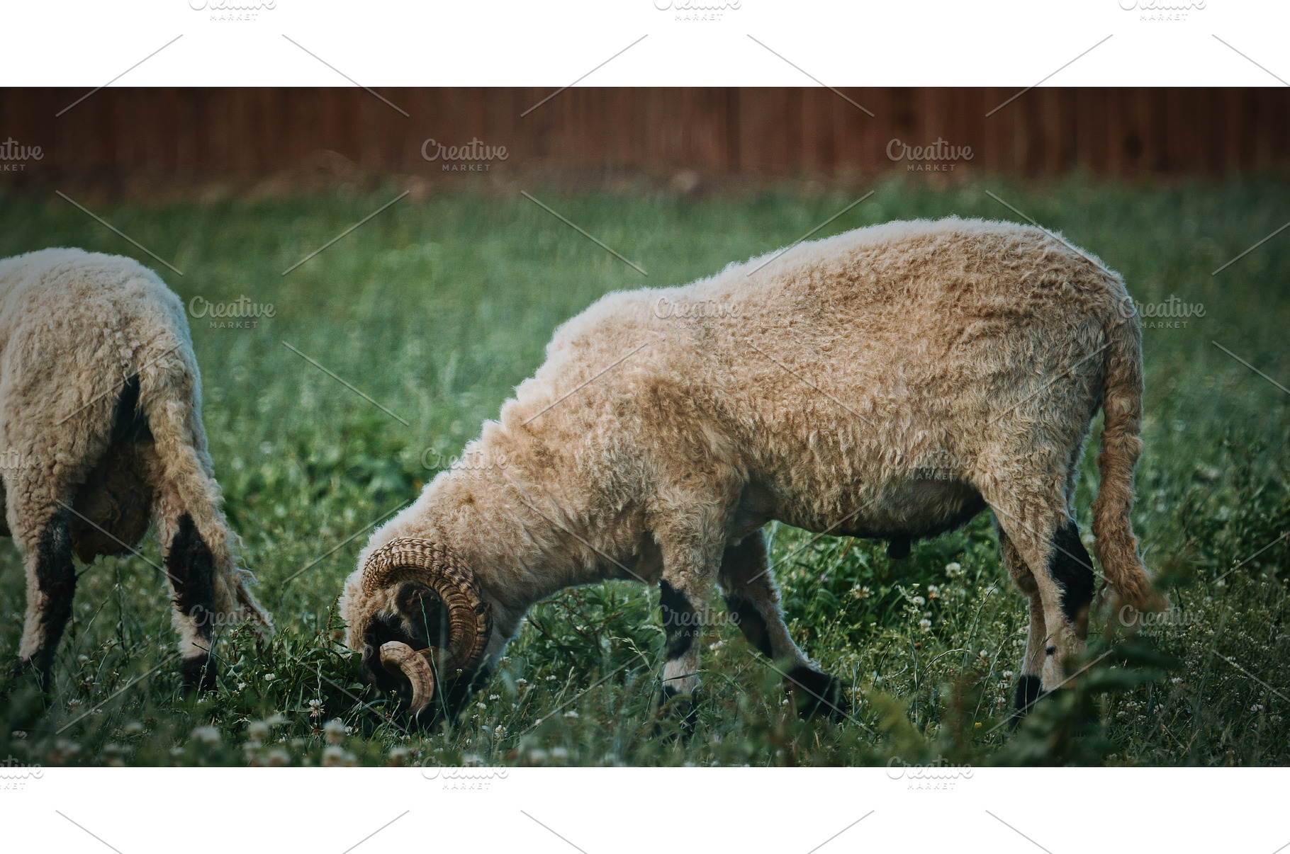 Welsh Mountain Sheep grazing calmly, an Animal Photo by Our Amazing World