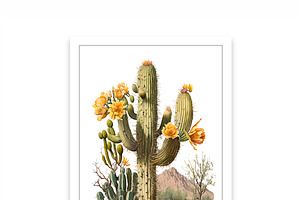 Cactus SVG, Cactus Decor, Cactus SVG