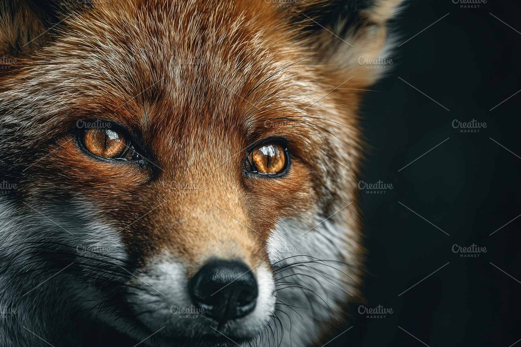 Detailed close up of a red fox face with vivid amber eyes, rich, an Animal Photo by Ales Munt