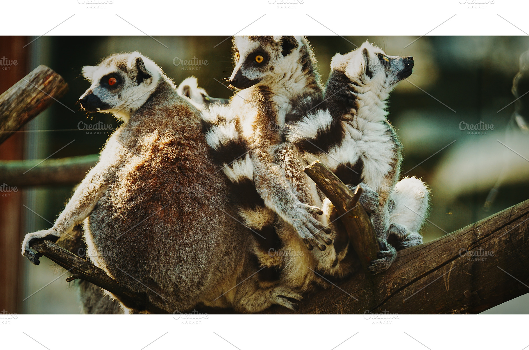 Playful Lemurs Together Amidst Tree, an Animal Photo by Our Amazing World