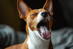 Basenji Dog Yawning Sweetly Adorable, an Animal Photo by Pixeness Studio