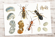 Ant Life Cycle Clip Arts and Print, an Education Illustration by Tati Bordiu (Thumbnail 2 of 3)
