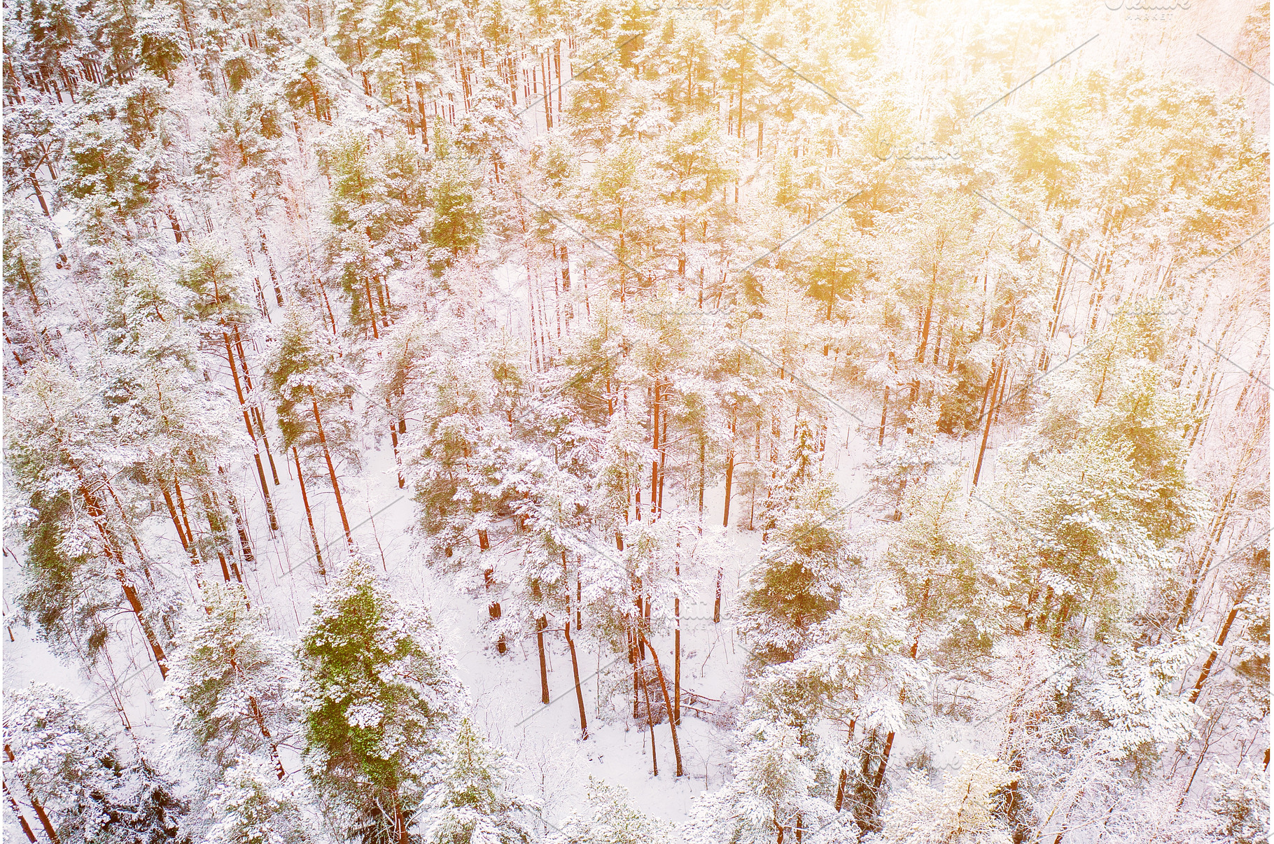 Forest in Estonia, covered with snow, a Nature Photo by Nature and travel
