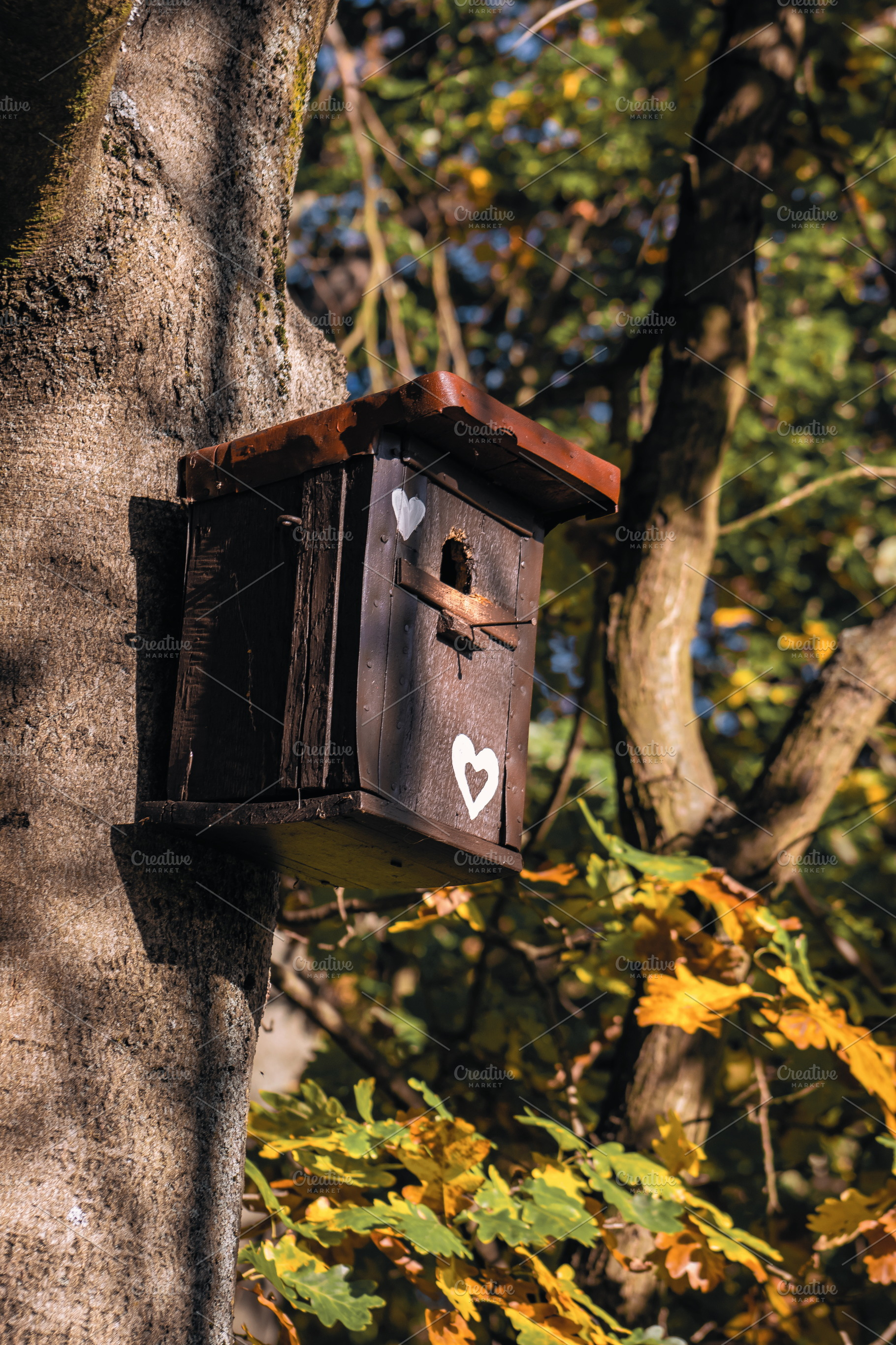 Bird Feeder #2, an Animal Photo by jakub_kopecky