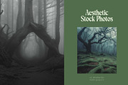 40 Eerie Forest Stock Photos, a Nature Photo by Incomelion (Thumbnail 3 of 13)