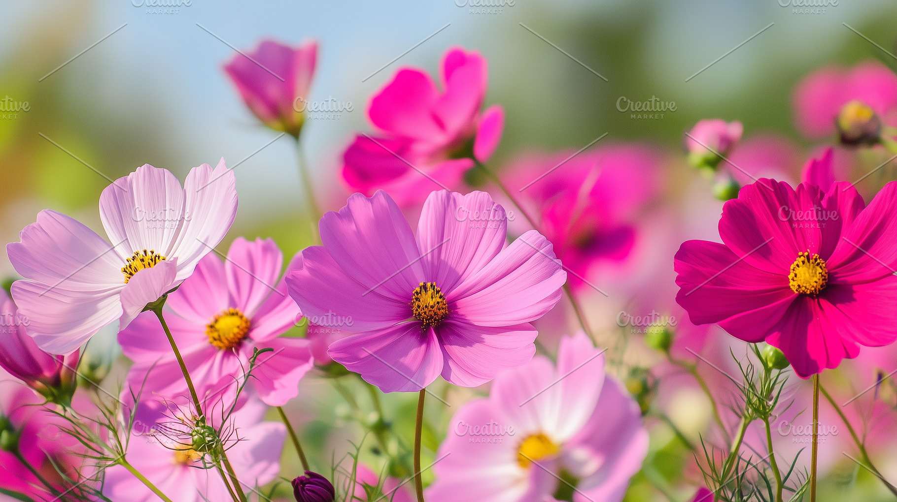 Beautiful spring pink cosmea flowers, a Nature Photo by MistyDay