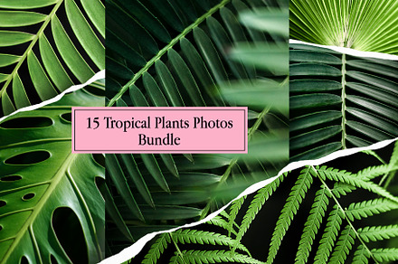 Tropical Plants Photos Bundle, a Nature Photo by eezo