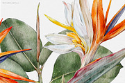 Tropical Haven I Premium Collection, a Pattern Graphic by Alisa Fimen Design (Thumbnail 10 of 11)