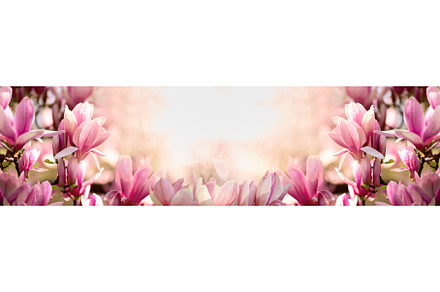 Banner With Magnolia Flowers, a Nature Photo by JeanBet