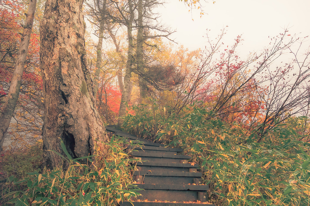 Japan Alpine Autumn & Misty Forests, a Nature Photo by Silent Nature (Photo 5 of 5)