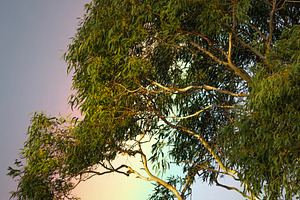 Vibrant rainbow in the afternoon sky, a Nature Photo by Rob D Animal Photography