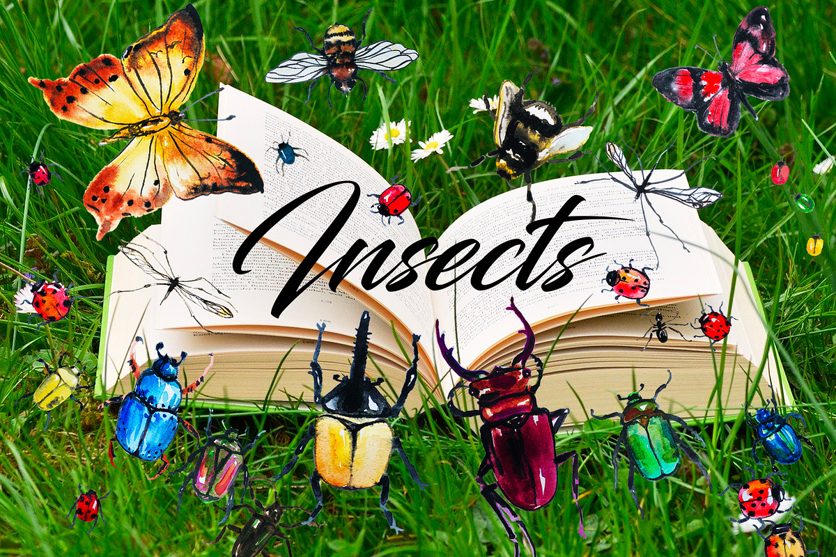 Insects, an Illustration by Alena (Photo 1 of 3)