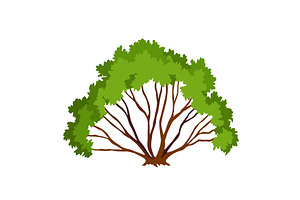 Kind of bush icon. Deciduous, an Object Illustration by Things for designers