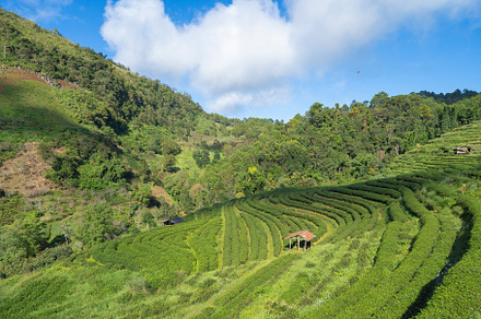 Green fresh tea or strawberry farm, agricultural plant fields in, a Background Photo by Tampatra