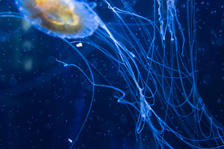 Jellyfish floating in the deep ocean, a Nature Photo by GoodGoods