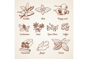 Cinnamon, Chocolate, Lemon And Other Kitchen Herbs. Hand Drawn Illustrations