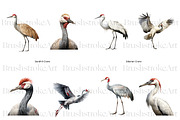 Crane Clipart, Crowned Crane, Birds, an Animal Illustration by BrushstrokeArtGB (Thumbnail 3 of 9)