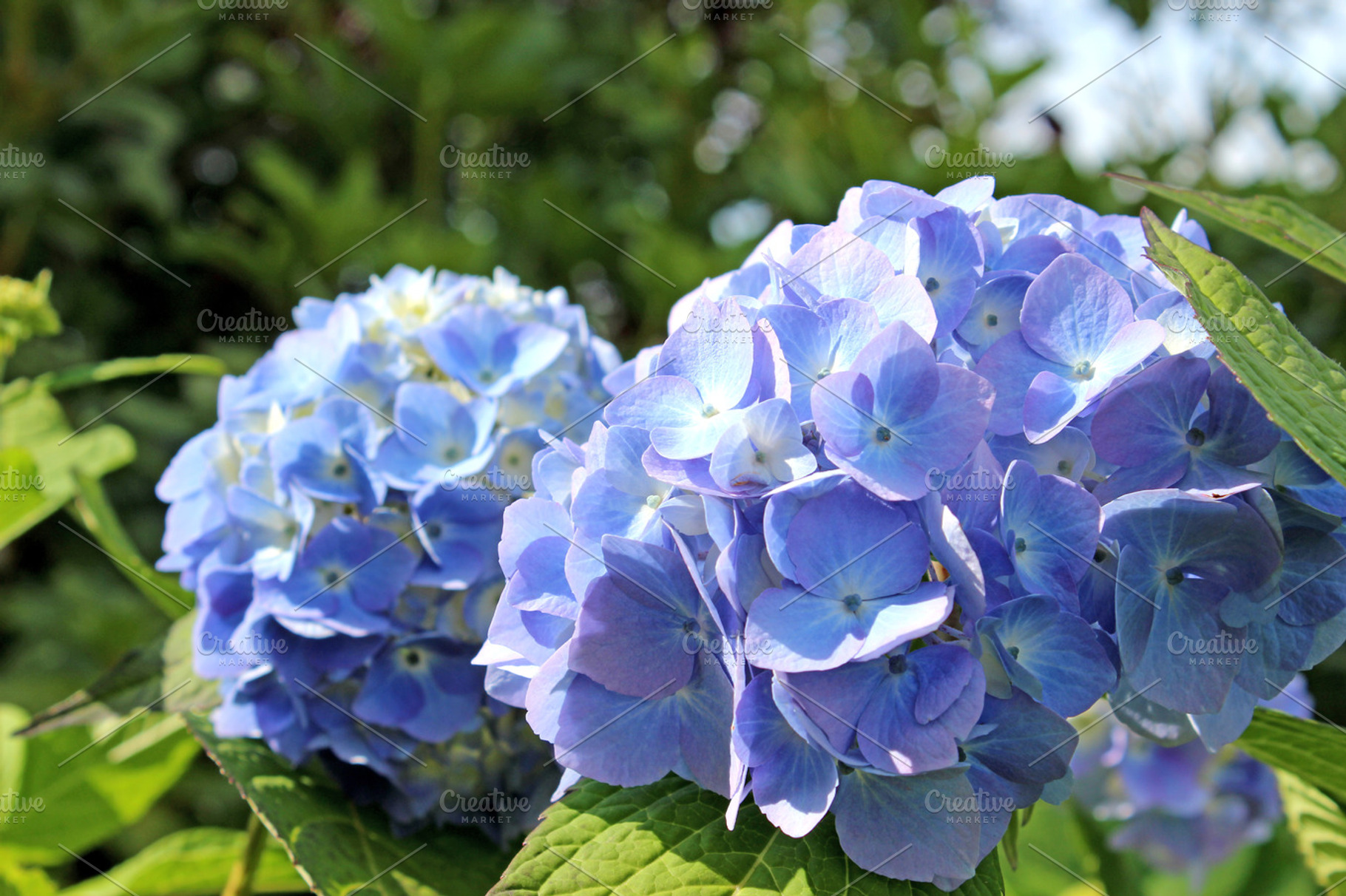 Blue hydrangea featuring flower, blue hydrangea, and hydrangea, an Abstract Photo by Corner Croft Mockups