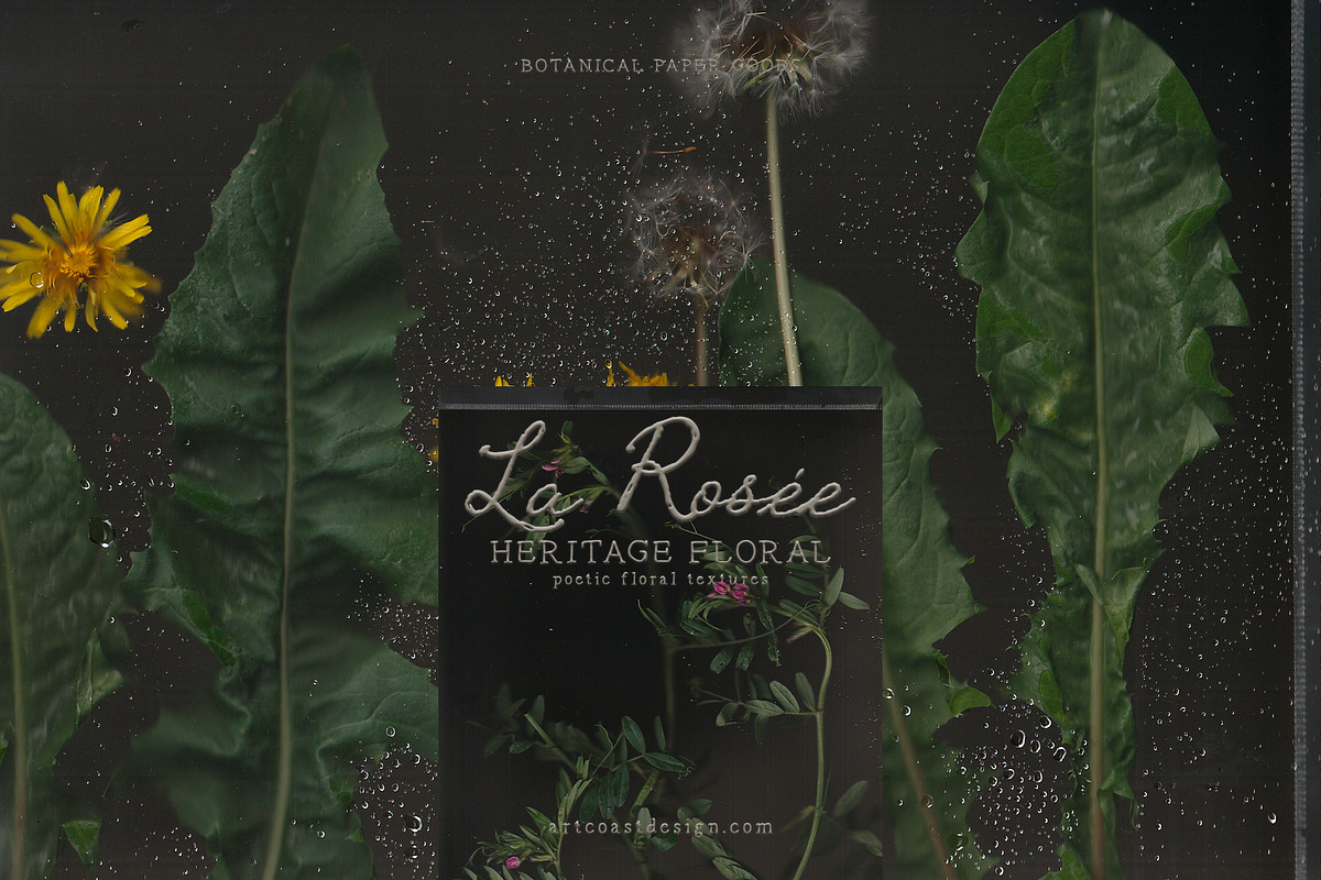 La Rosee Botanical Backgrounds, a Wallpaper Graphic by nadispasibenko (Photo 5 of 9)