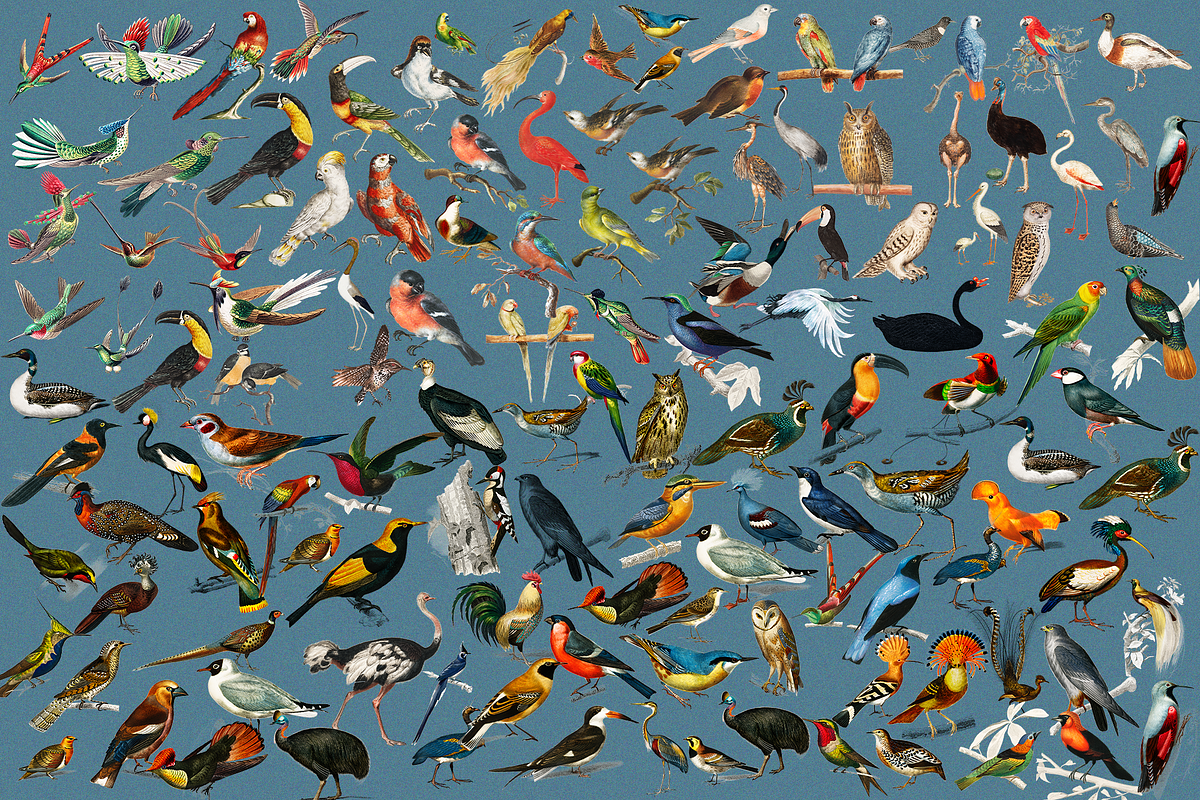 1150 Vintage Bird Illustratins, an Animal Illustration by