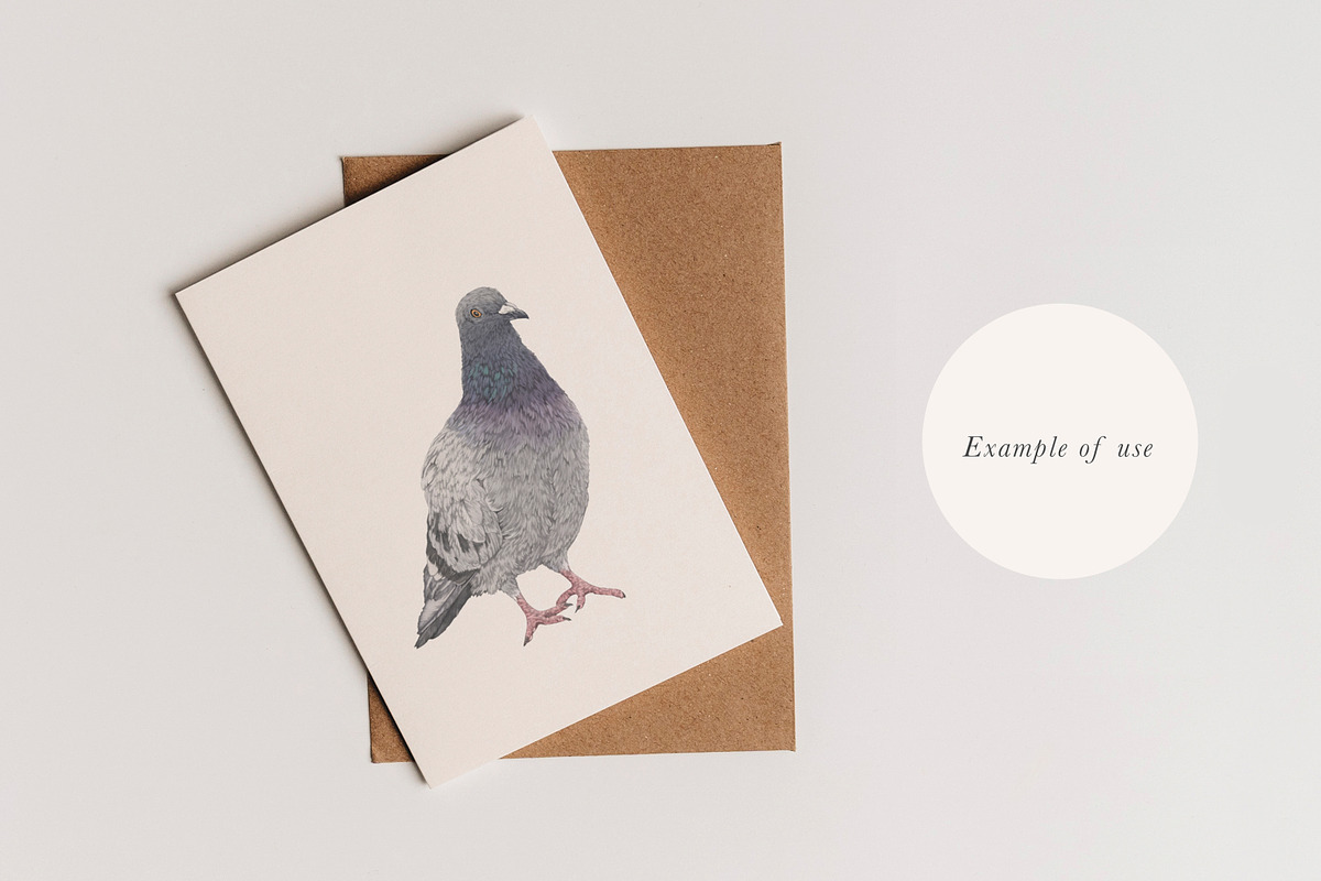 Pigeon Illustration – Hand Drawn PNG, an Animal Illustration by LaurenFittonIllustration (Photo 4 of 8)
