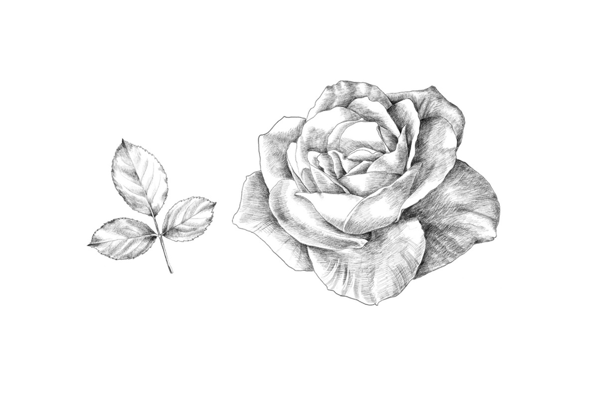 Hand Sketched Roses, an Object Graphic by VictoriaKStudio (Photo 3 of 4)