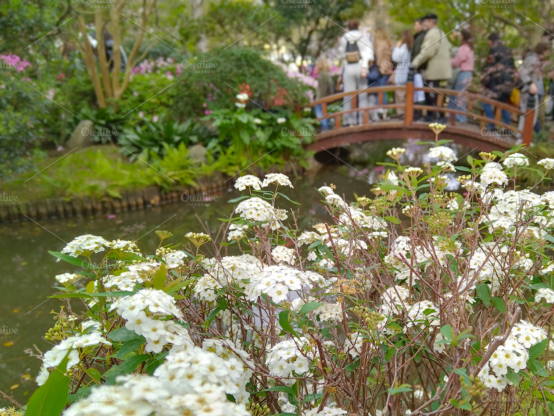 Japanese garden, botanic garden of montevideo city, uruguay, a Nature Photo by DanFLCreativo