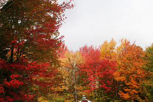 Red Barn in the Woods