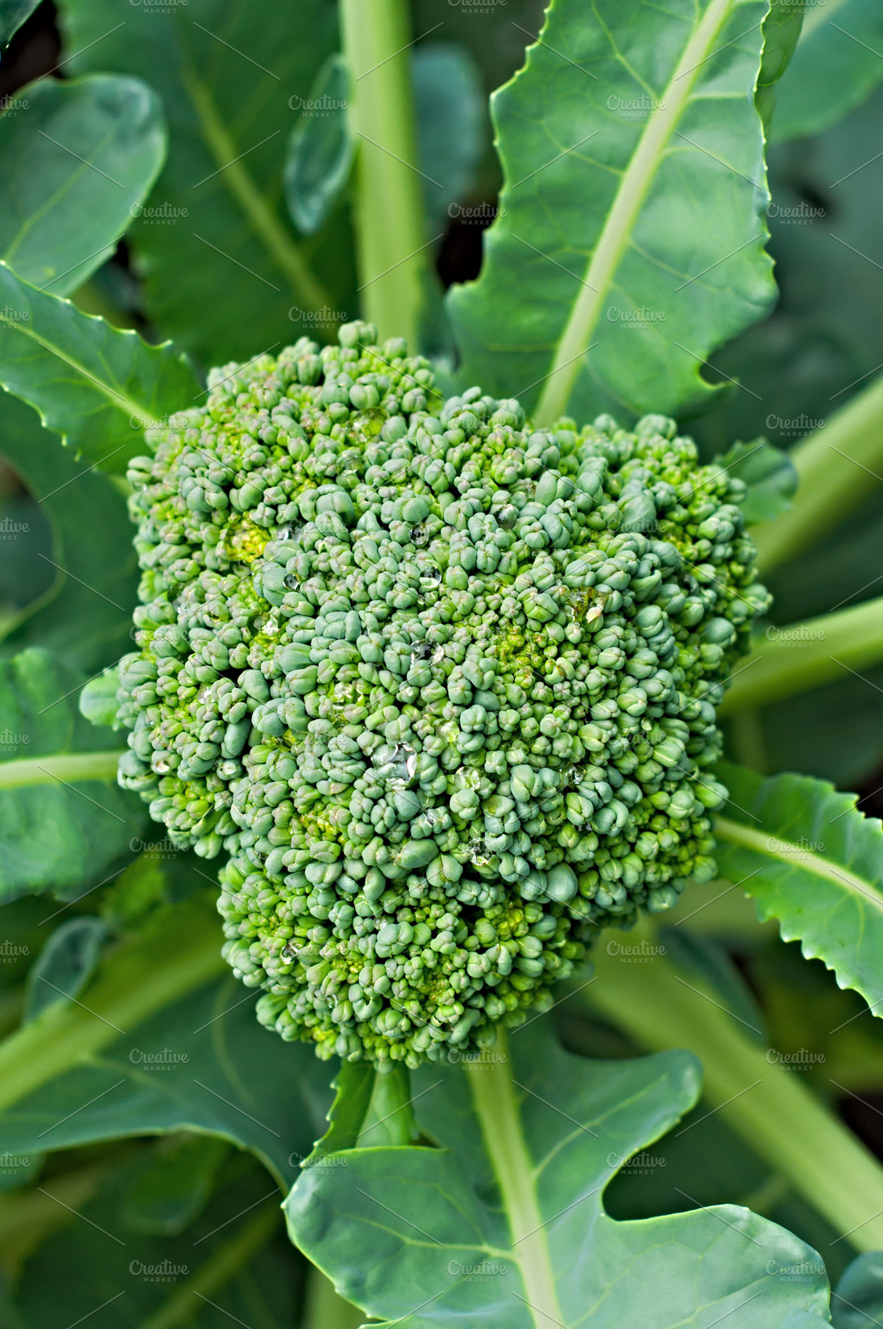 Broccoli stock photo containing broccoli and green