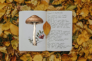 Vintage Mushroom Illustrations, a Decorative Illustration by youtoview (Thumbnail 10 of 13)