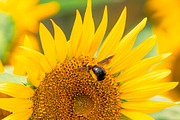 Bee on Sunflower – Bright Yellow Sum, a Nature Photo by Silent Nature (Thumbnail 2 of 5)