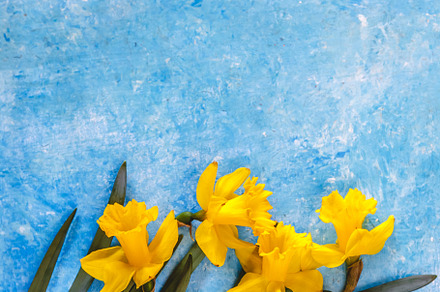 Daffodil flowers yellow on a blue marble background, there is an, a Nature Photo by TanaCh