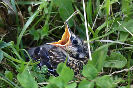 Nestling bird in the grass. Yellow-beaked nestling starling sits in the grass a, an Animal Photo by sabyna75