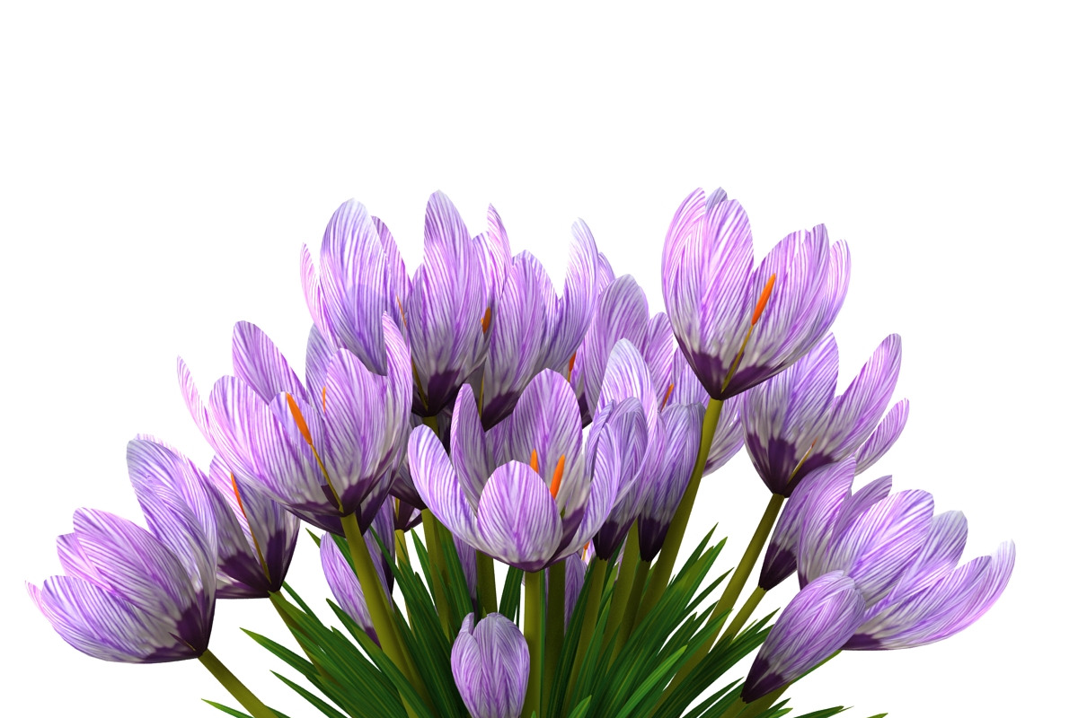 Crocus violet, an Environmental 3D Model by AndrewWhite (Photo 8 of 9)