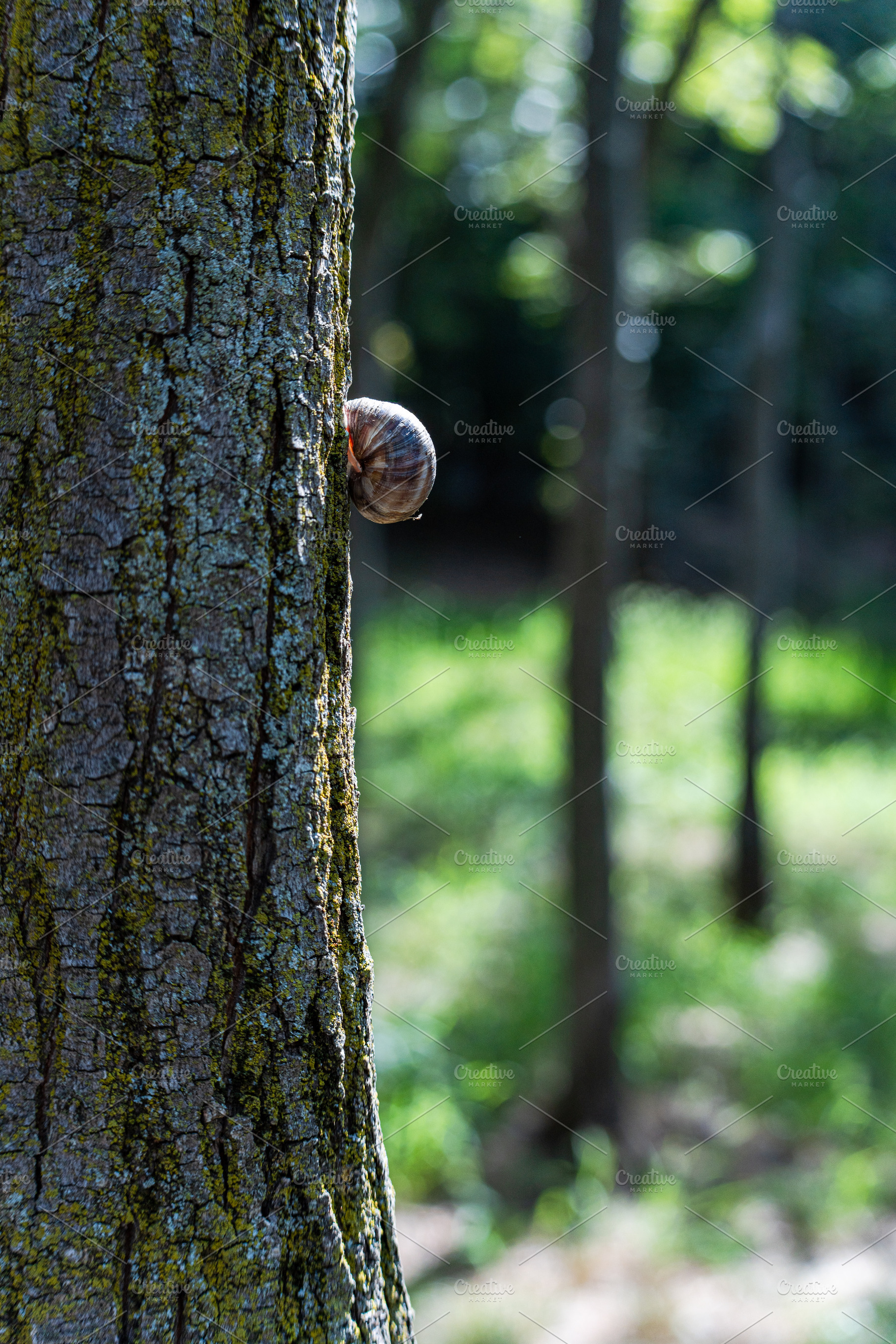 A snail on the tree bark in the summer park, a Nature Photo by Anna Bogush