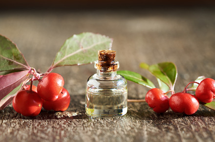 Essential oil bottle with fresh wintergreen plant, a Food & Drink Photo by Madeleine Steinbach