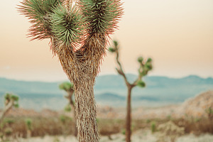 Small Joshua Tree in Sunset