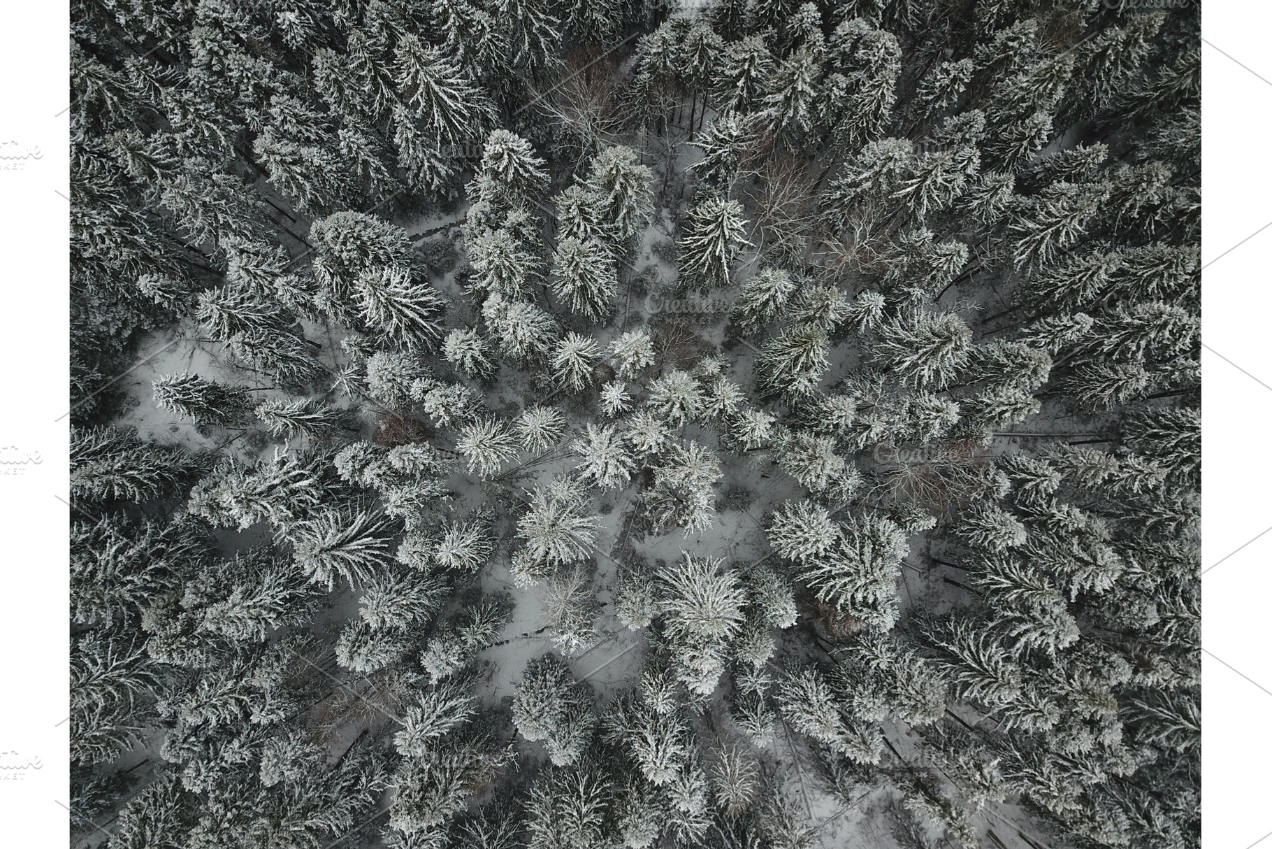 Aerial drone view of snow covered evergreen christmas tree forest after snow, a Nature Photo by IlyaMarchenko