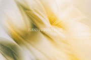 Dreamy Blurry Flower Backgrounds, a Background Graphic by Refancy (Thumbnail 6 of 12)