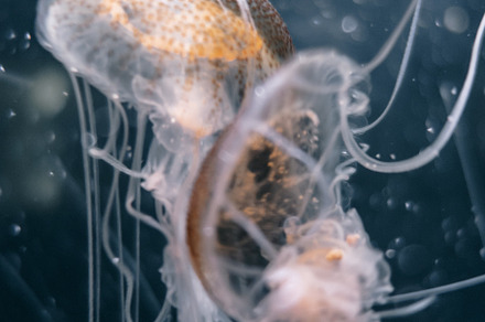 Jellyfish floating in the deep ocean, a Nature Photo by GoodGoods