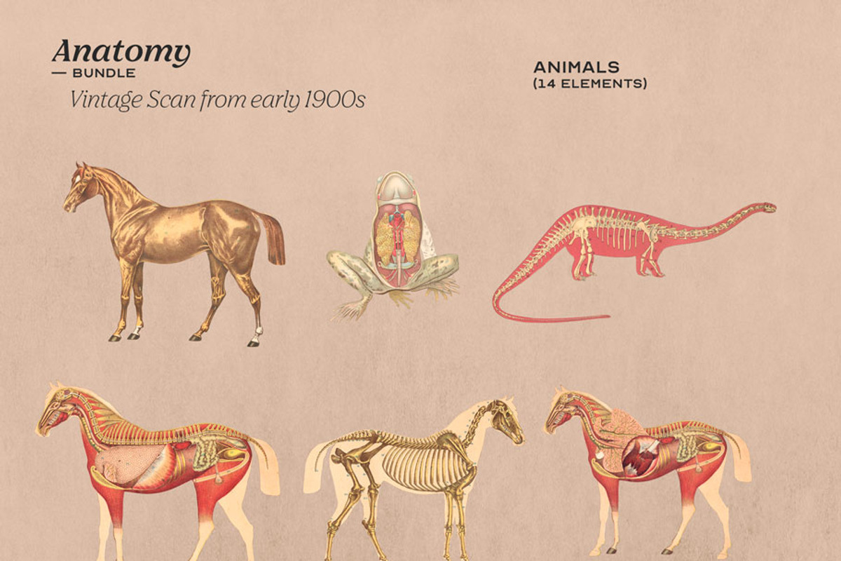Anatomy Collage Elements 200+, an Illustration by Francesco Stefanini (Photo 4 of 10)