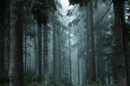 Misty morning in dark forest, a Nature Photo by MistyDay