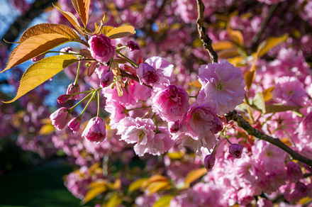 Japanese cherry blossom in spring. Macro view, a Nature Photo by GoodGoods