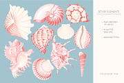Pink Shells Patterns, a Pattern Graphic by GreyLilac (Thumbnail 5 of 7)