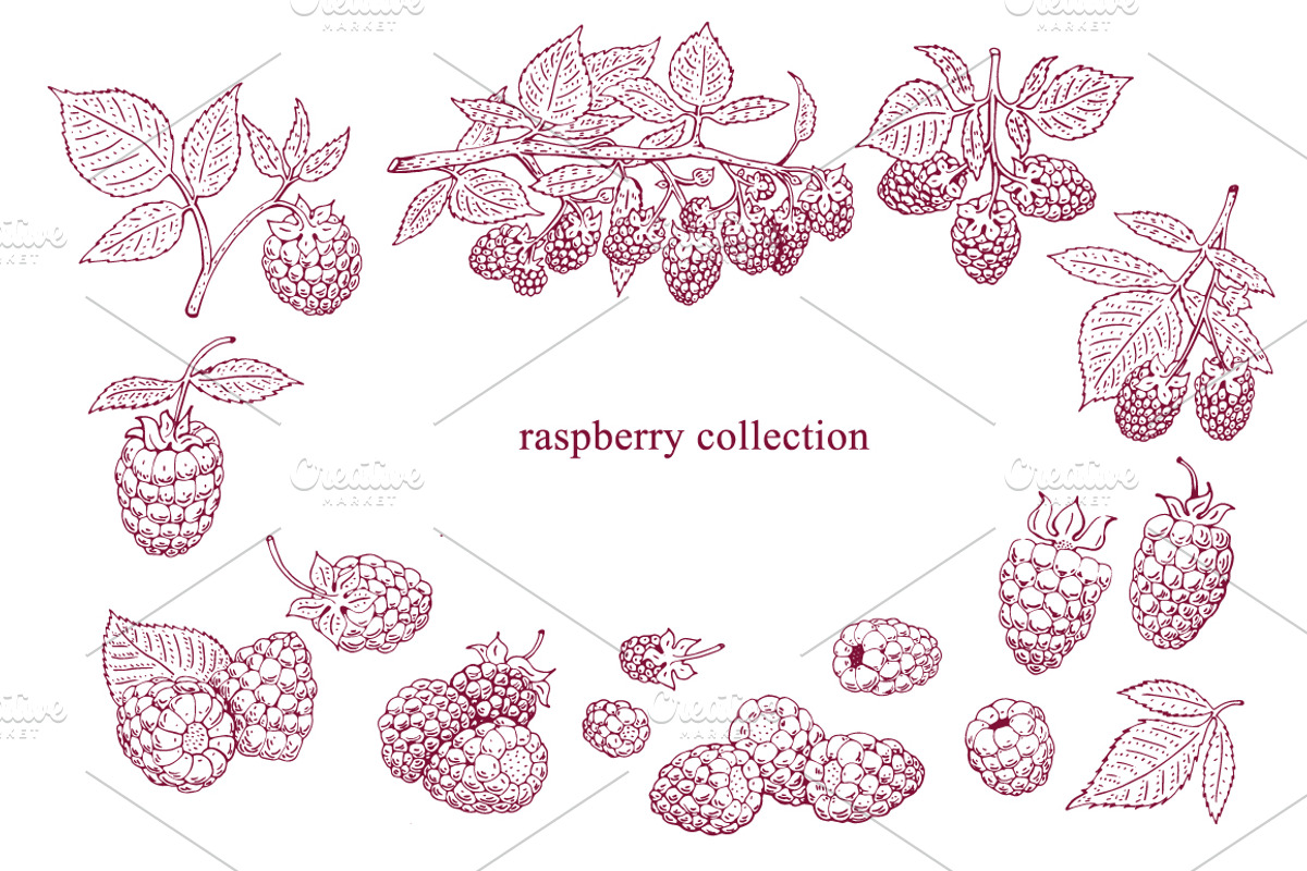 Raspberry Vector Collection, a Food Illustration by Lubov Illustrations Shop (Photo 2 of 5)