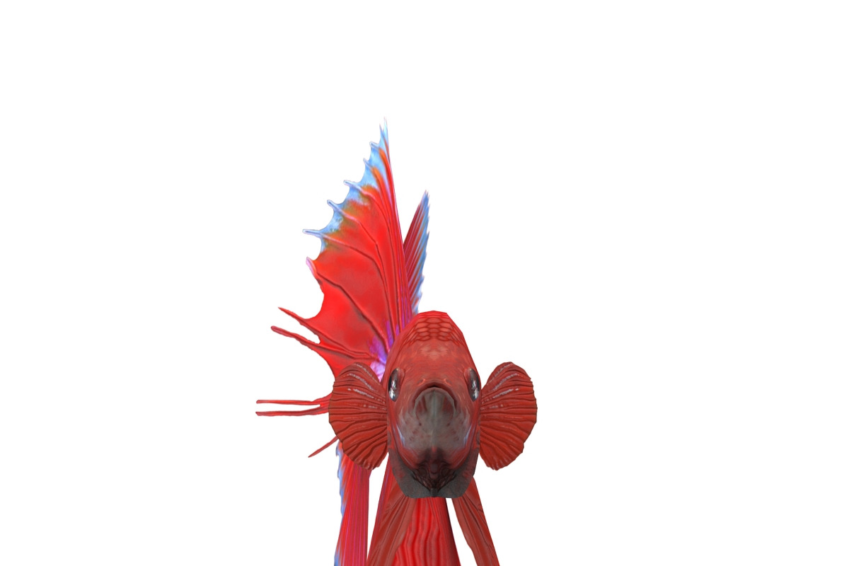 Betta Fish, an Animal 3D Model by AndrewWhite (Photo 2 of 11)